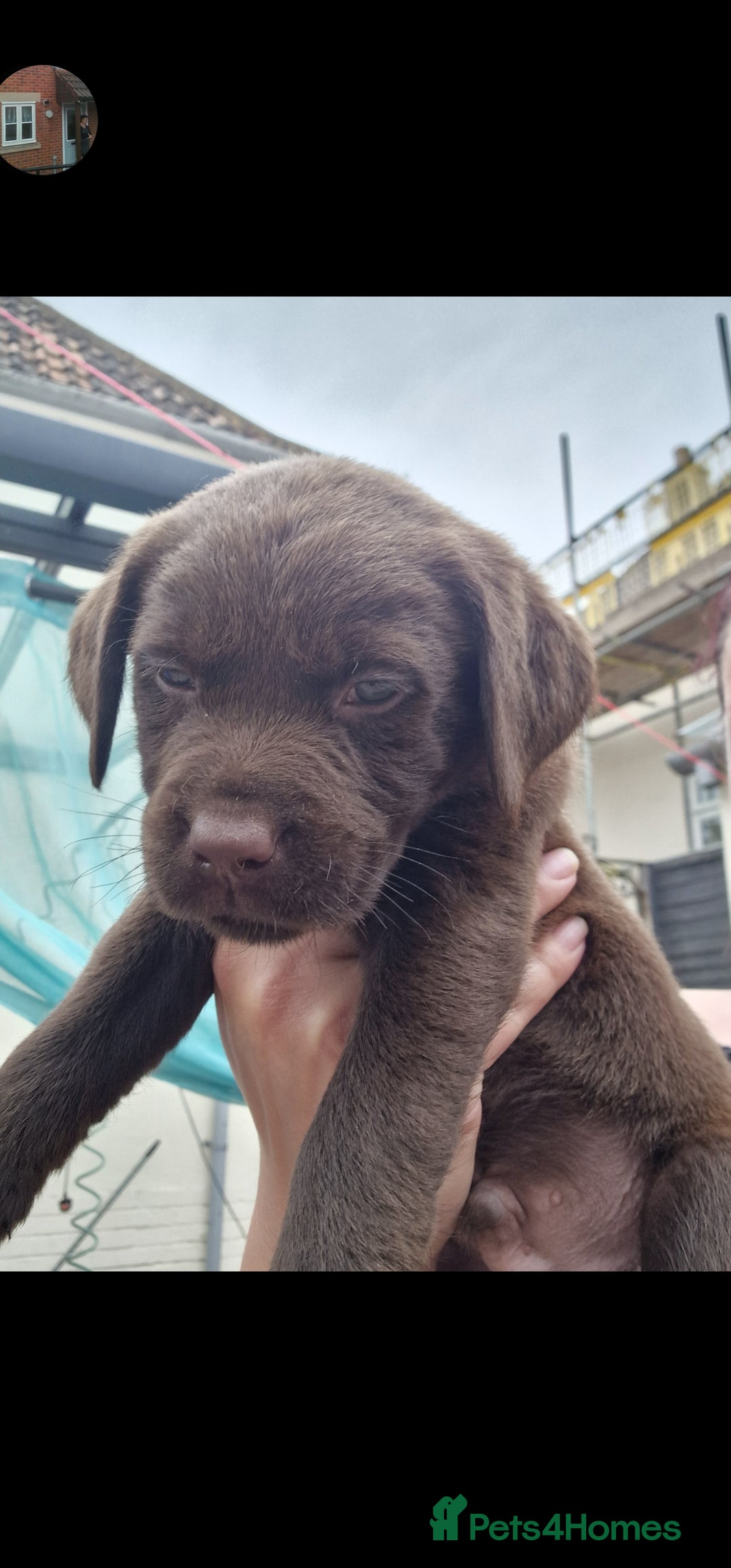 Labrador Retriever dogs for sale: KC REGISTERED CHOCOLATE LABRADOR  - Image 20