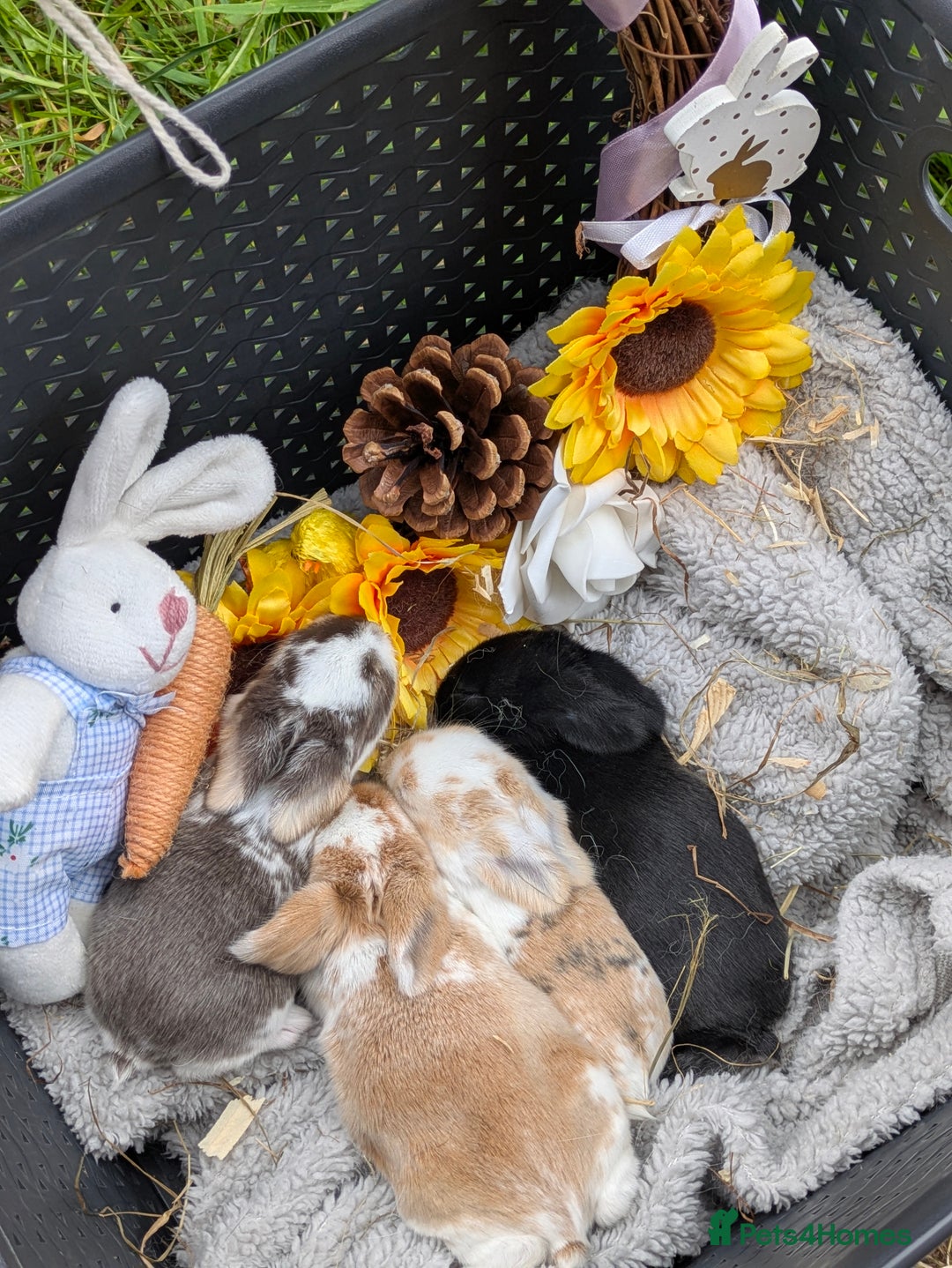 Mini Lop rabbits for sale: Beautiful mini lop bunnies 🐇🐰 - Image 1