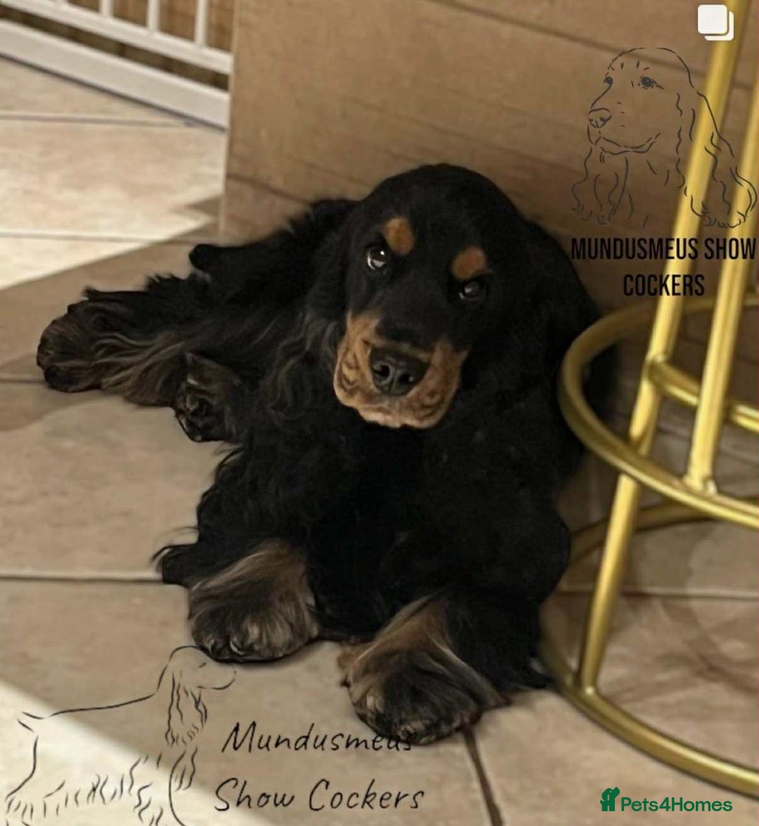 Cocker Spaniel dogs for stud: 100% show import stud - Advert 6