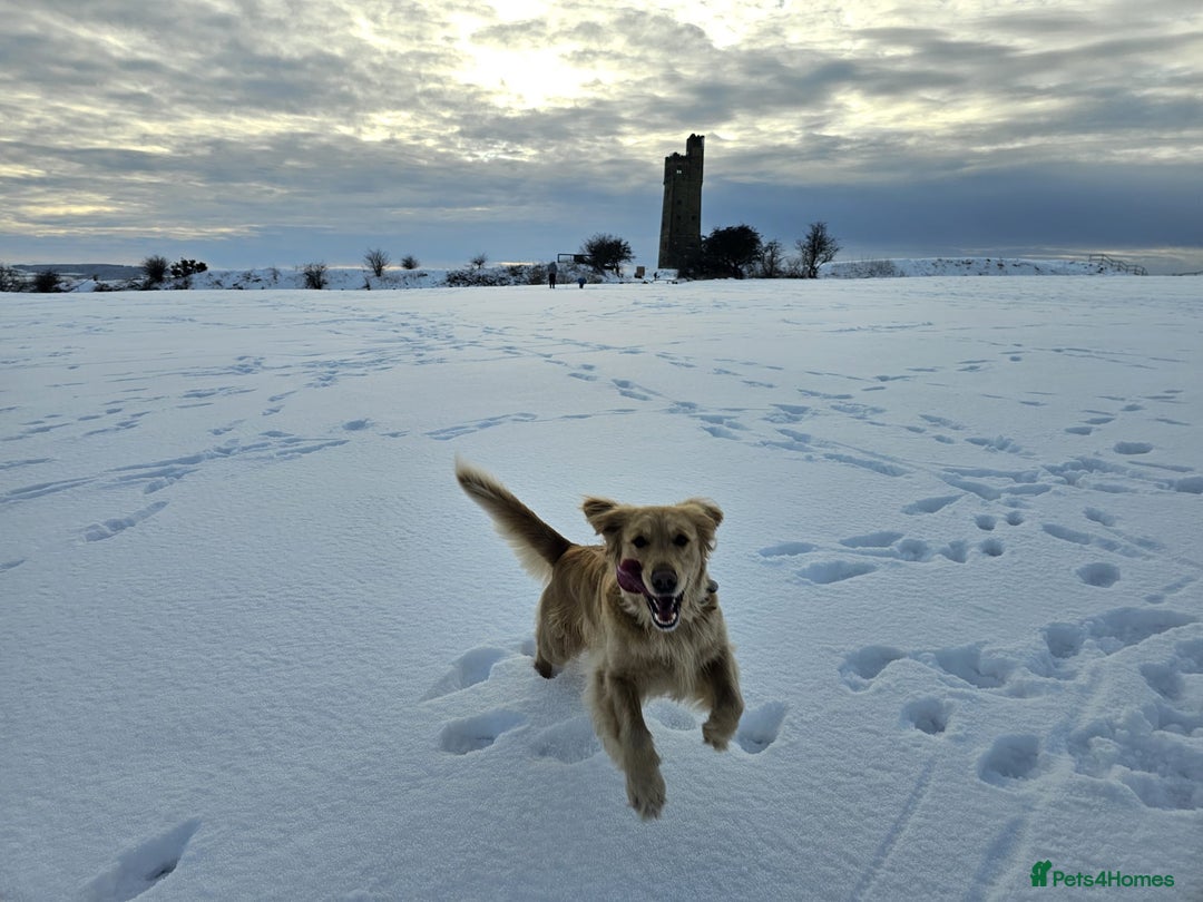 Golden Retriever dogs for sale: Golden Retriever Puppies for Sale - Advert 8