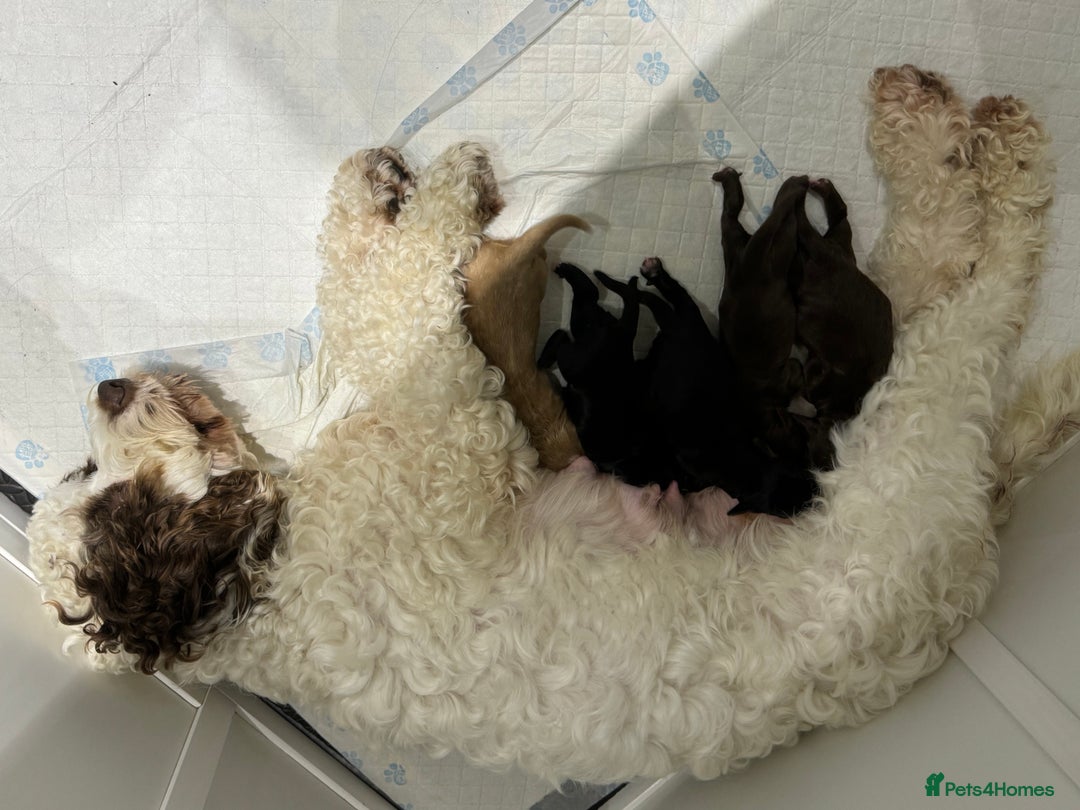 Cockapoo dogs for sale: Cockapoo Puppies - Image 1
