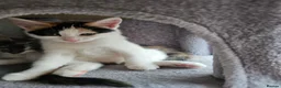 Mixed Breed cats for sale:  mix breed 3 girls  - Advert 6