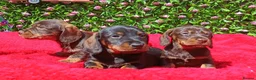 Miniature Dachshund dogs for sale: MINI WIRES KC REG PRA CLEAR - Advert 1