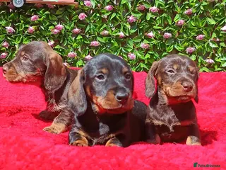 Miniature Dachshund dogs MINI WIRES KC REG PRA CLEAR - Advert 1