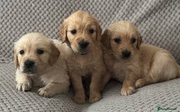 Golden Retriever dogs for sale: Stunning Showline Golden Retrievers 🐾  - Image 18