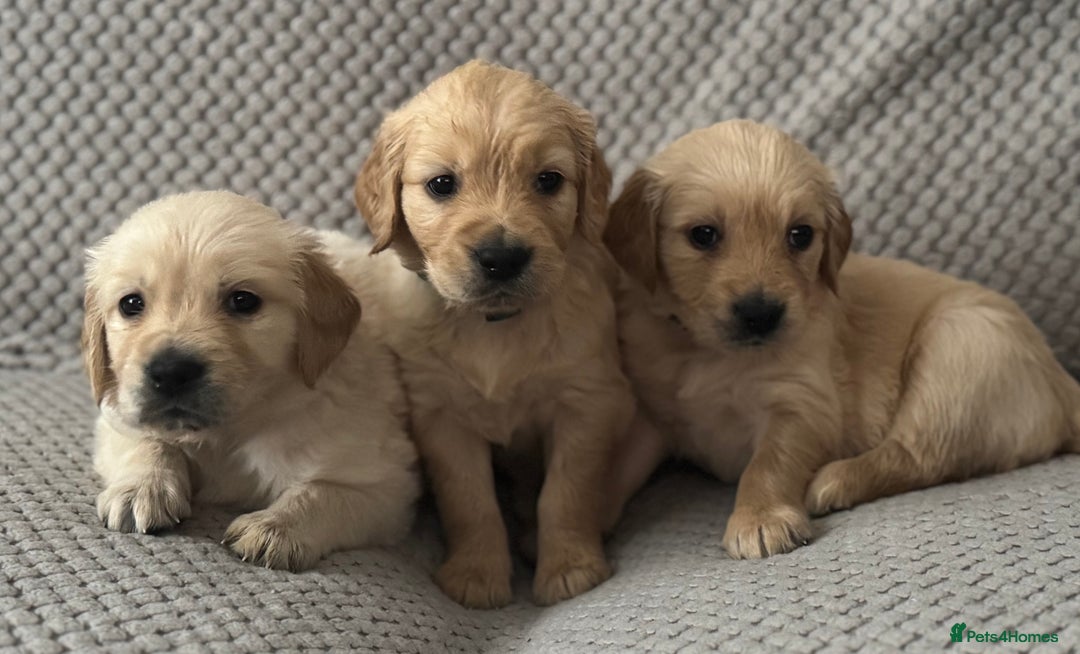 Golden Retriever dogs for sale: Stunning Showline Golden Retrievers 🐾  - Image 18