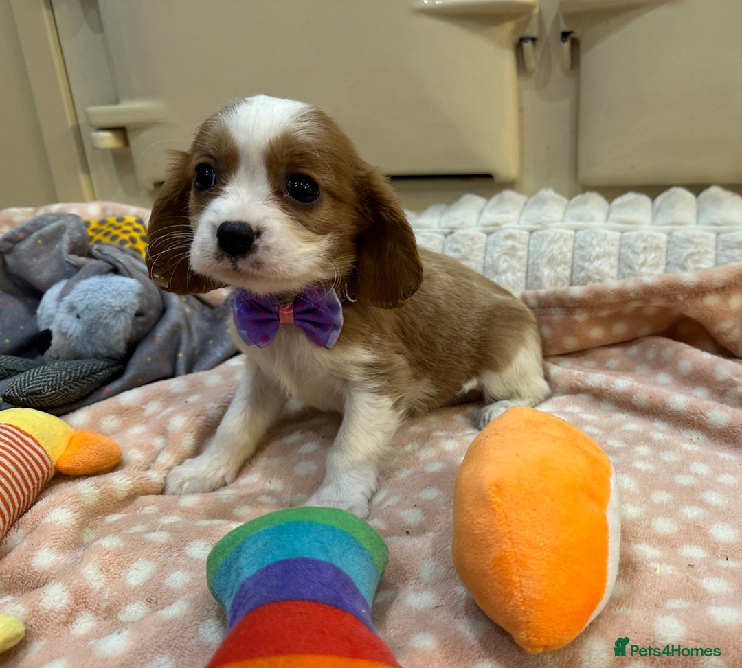 Cavalier King Charles Spaniel dogs for sale: Cavalier King Charles Spaniel Puppies - Advert 9
