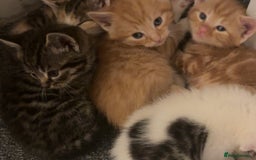 Mixed Breed cats for sale: 5 beautiful kittens 4 boys and 1 girl  - Image 1