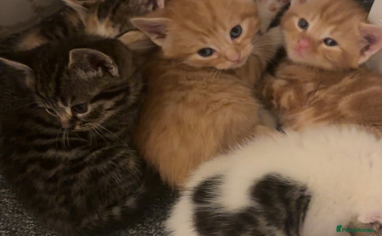 Mixed Breed cats - Advert 2