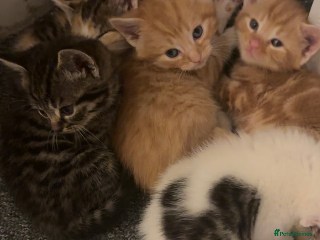 Mixed Breed cats for sale: 5 beautiful kittens 4 boys and 1 girl  - Image 1