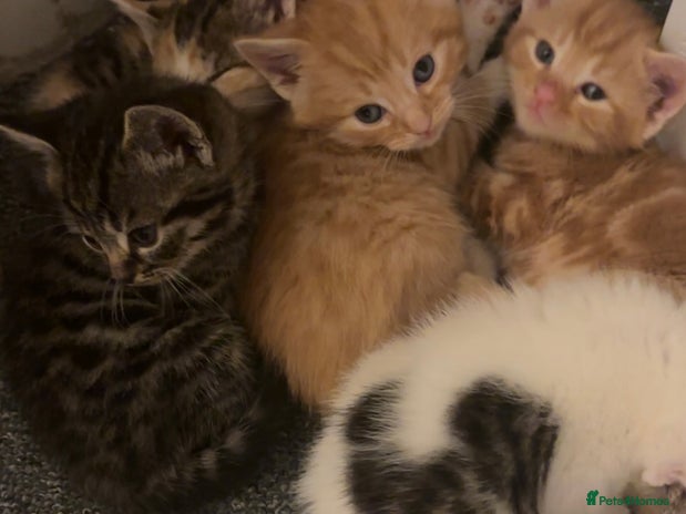 Mixed Breed cats - Advert 5