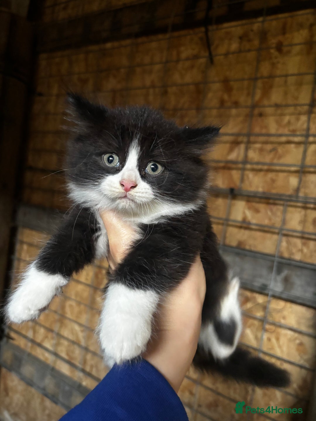 British Shorthair cats for sale: British shorthair cross kittens  - Image 2