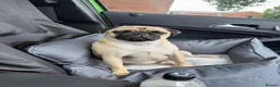 Pug dogs for sale: Pearl  - Advert 2