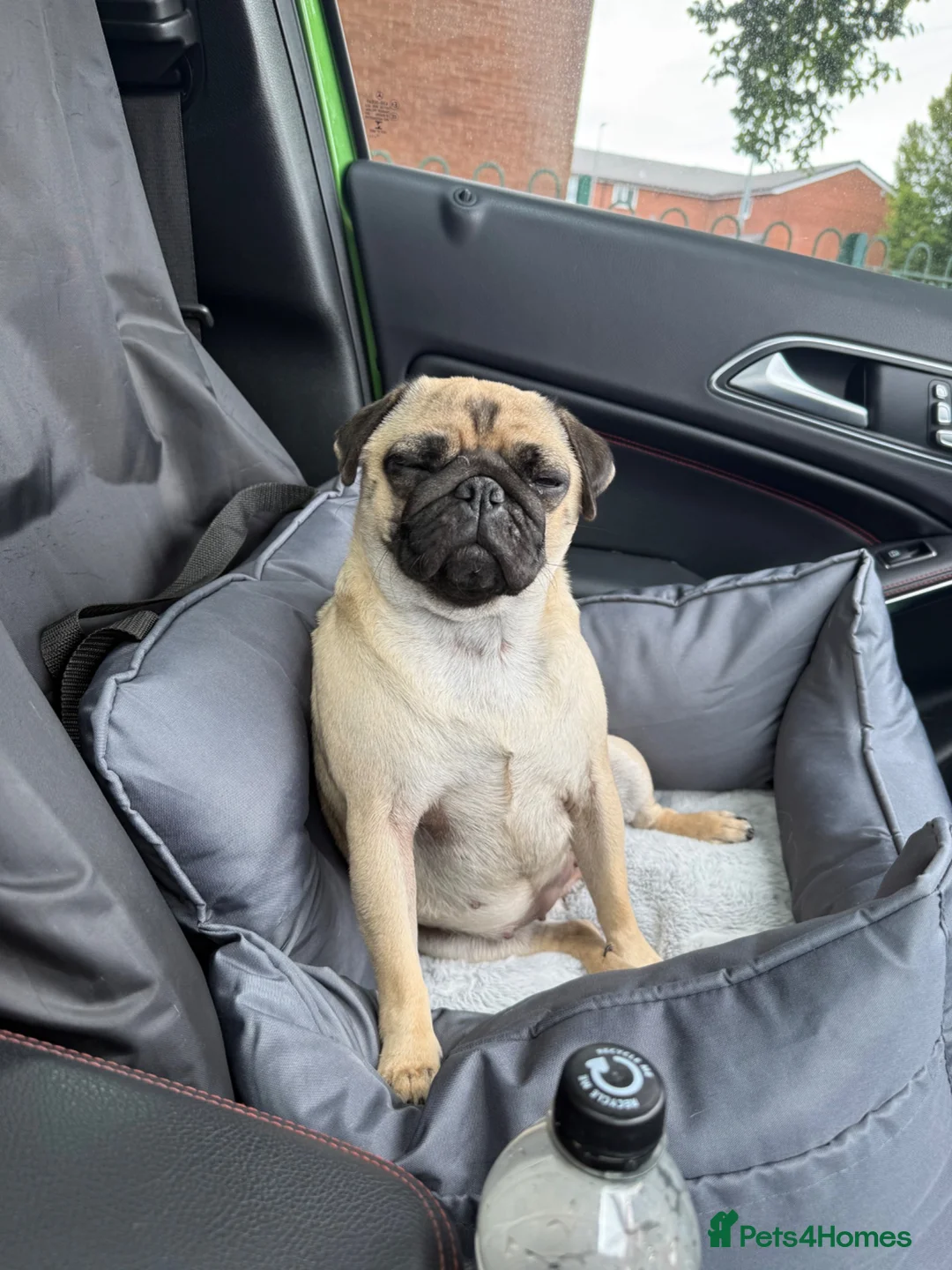 Pug dogs for sale: Pearl  - Advert 2