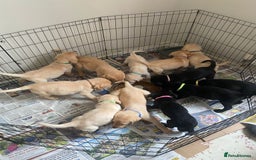 Labrador Retriever dogs for sale: Lovely Labrador puppies  - Image 19
