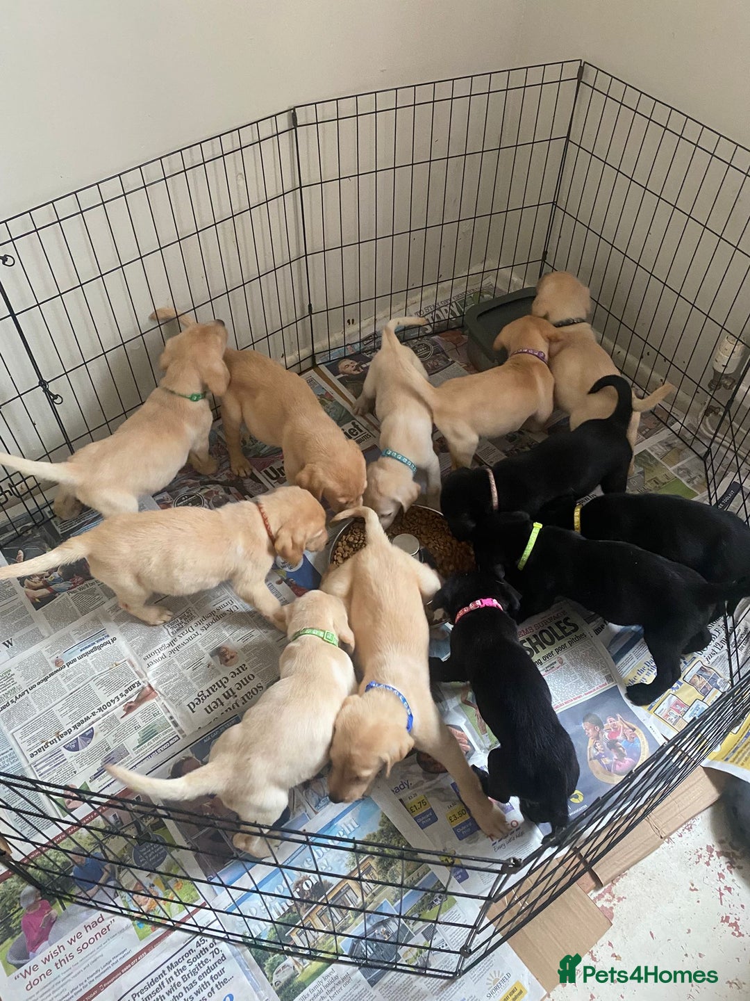 Labrador Retriever dogs for sale: Lovely Labrador puppies  - Image 19