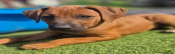 Rhodesian Ridgeback dogs for sale: 4x FEMALE RHODESIAN RIDGEBACK PUPS!! - Advert 6