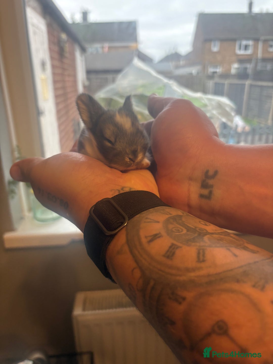 Mixed Breed rabbits for sale: Dwarf lion head/mini lop babies  - Advert 2