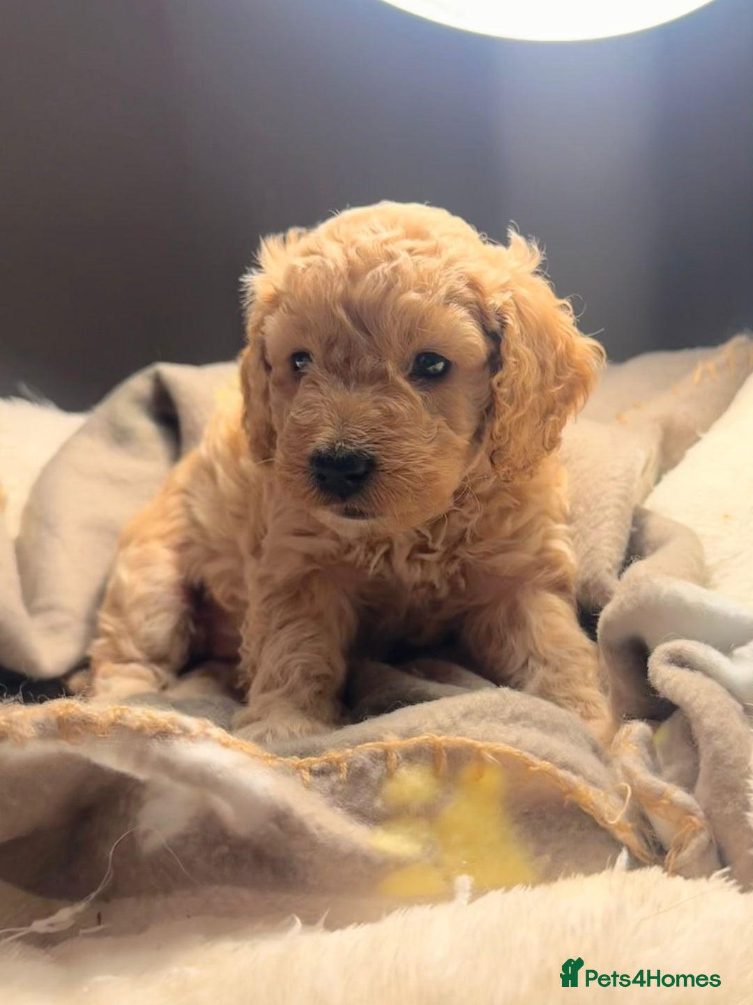 Mixed Breed dogs for sale: Cockapoo/Cavapoo Puppies - Advert 10