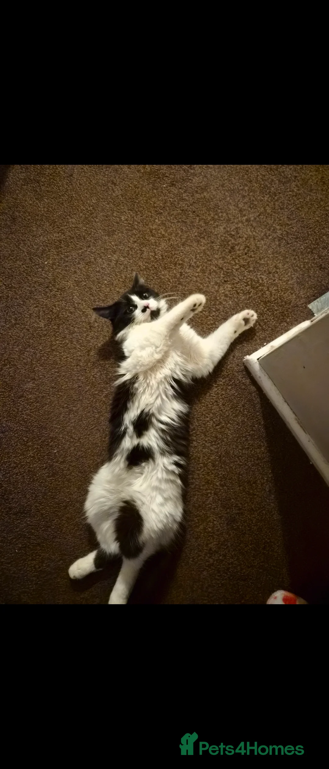 Mixed Breed cats for sale: Male cat monty - Advert 3