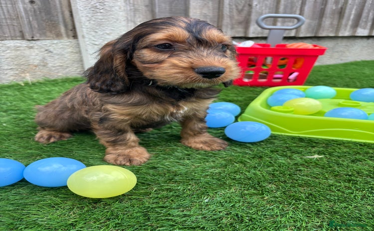 Cockapoo dogs - Advert 3