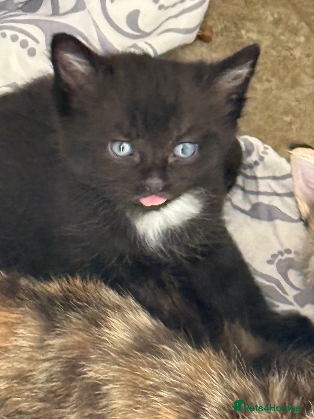 Mixed Breed cats for sale: Kittens  - Advert 9