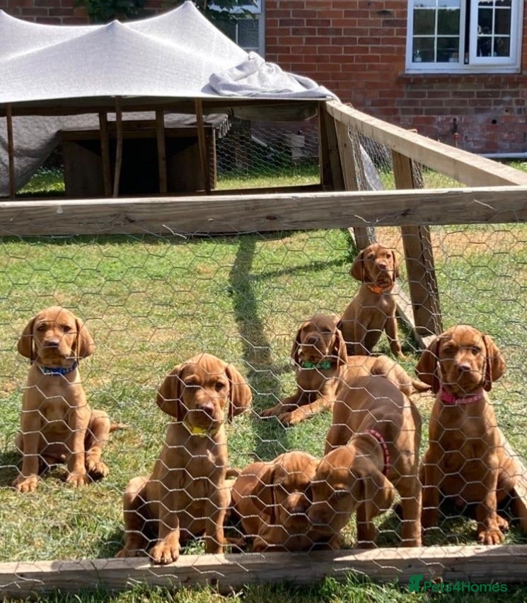 Hungarian Vizsla dogs Hungarian Vizsla Puppies - Advert 1