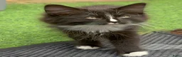 Mixed Breed cats for sale: Beautiful fluffy friendly babies - Advert 16