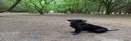 Labrador Retriever dogs for stud: Labrador stud - Advert 7