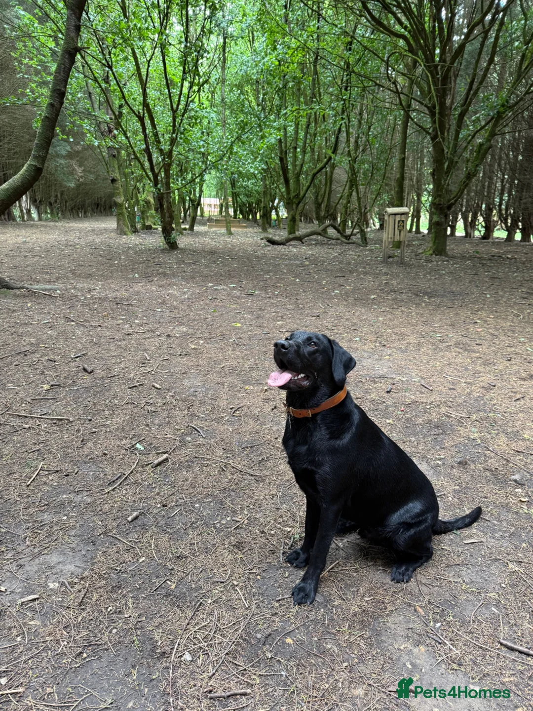 Labrador Retriever dogs for stud: Labrador stud - Advert 7