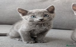 Russian Blue cats for sale: Russian blue babies looking for FOREVER homes - Image 9