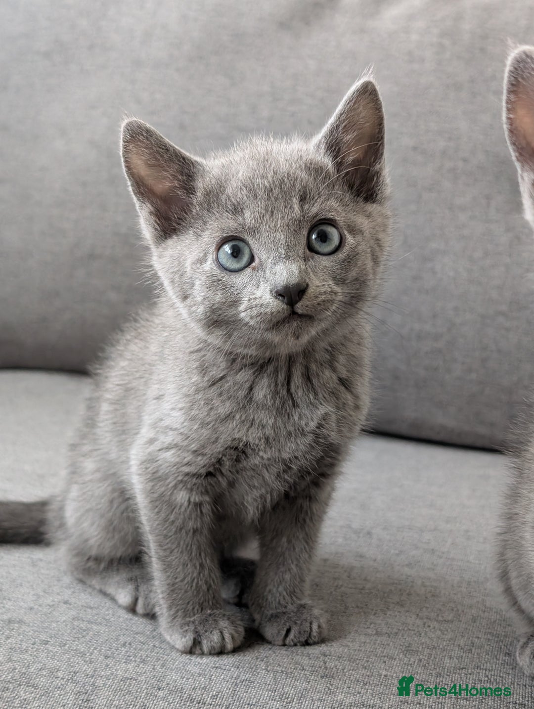 Russian Blue cats for sale: Russian blue babies looking for FOREVER homes - Image 9