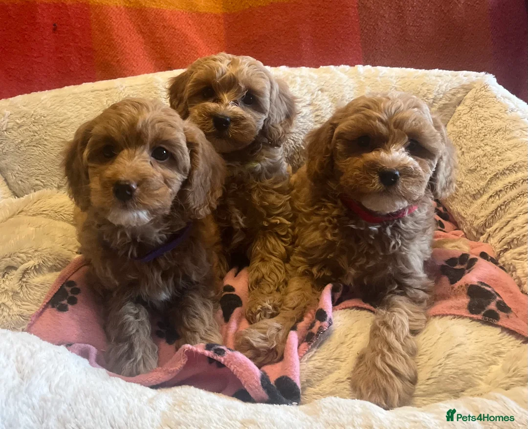 Cavapoochon dogs for sale: Cavapoochon p - Advert 5