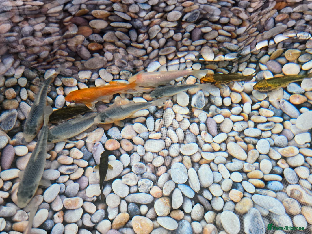 Koi Carp fish for sale: Koi Fish for Sale - Advert 2