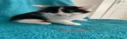 Mixed Breed cats for sale: Kittens for Sale – 4 Mixed Breed Kittens - Advert 14