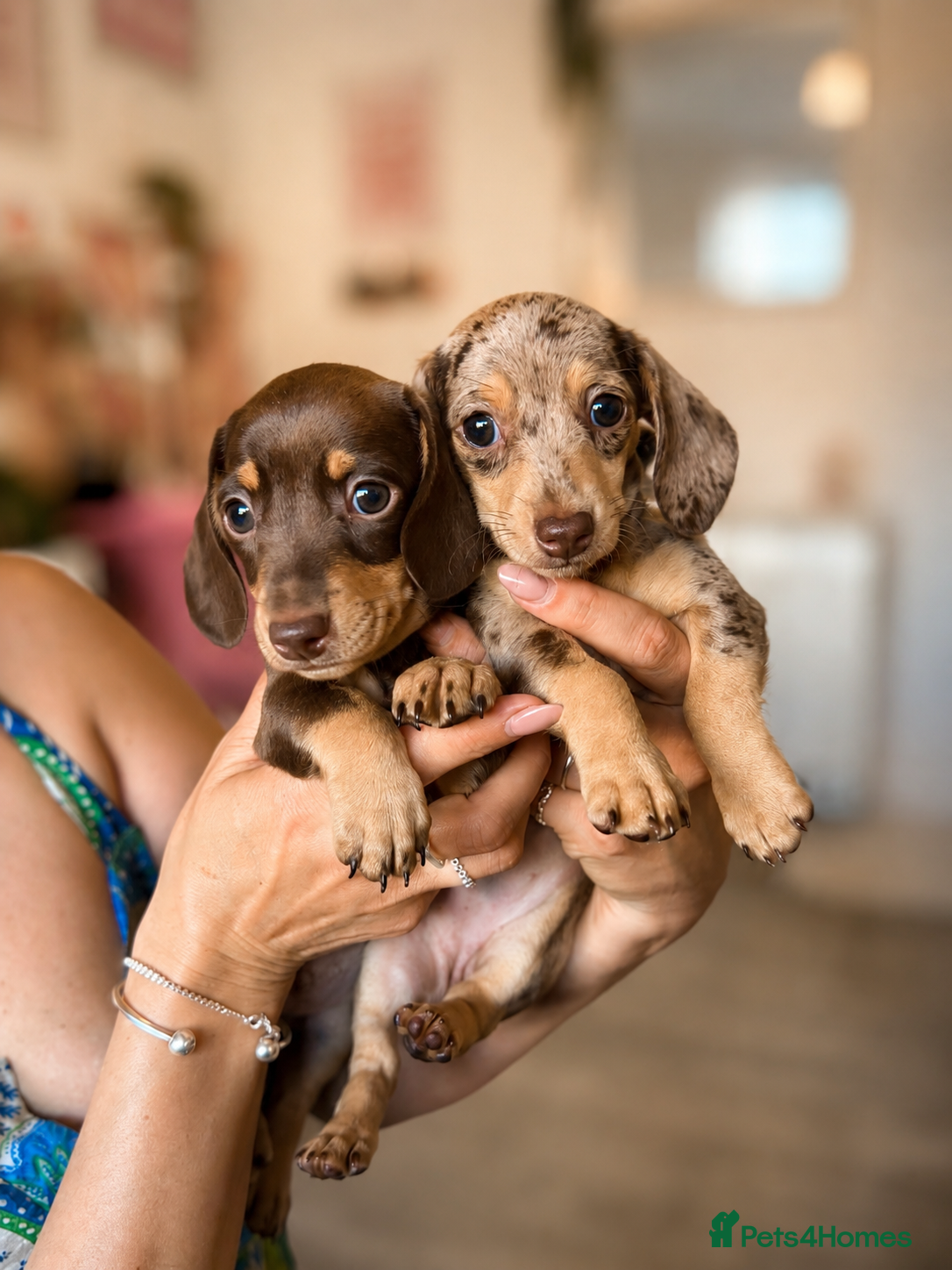 Miniature Dachshund dogs KC registered Miniature dachshund puppy’s  - Advert 1