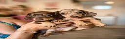 Miniature Dachshund dogs for sale: KC registered Miniature dachshund puppy’s  - Advert 1