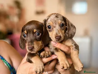 Miniature Dachshund dogs KC registered Miniature dachshund puppy’s - Advert 1