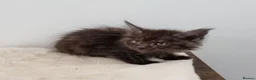 Maine Coon cats for sale: GCCF Pedigree Maine Coon Kittens for sale  - Advert 29
