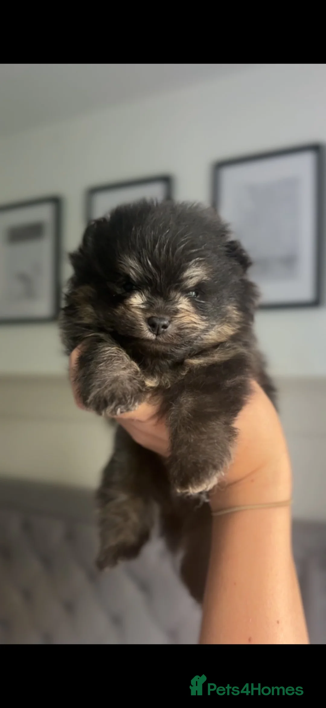 Pomeranian dogs for sale: Gorgeous Pomeranian Puppys for sale  - Advert 2