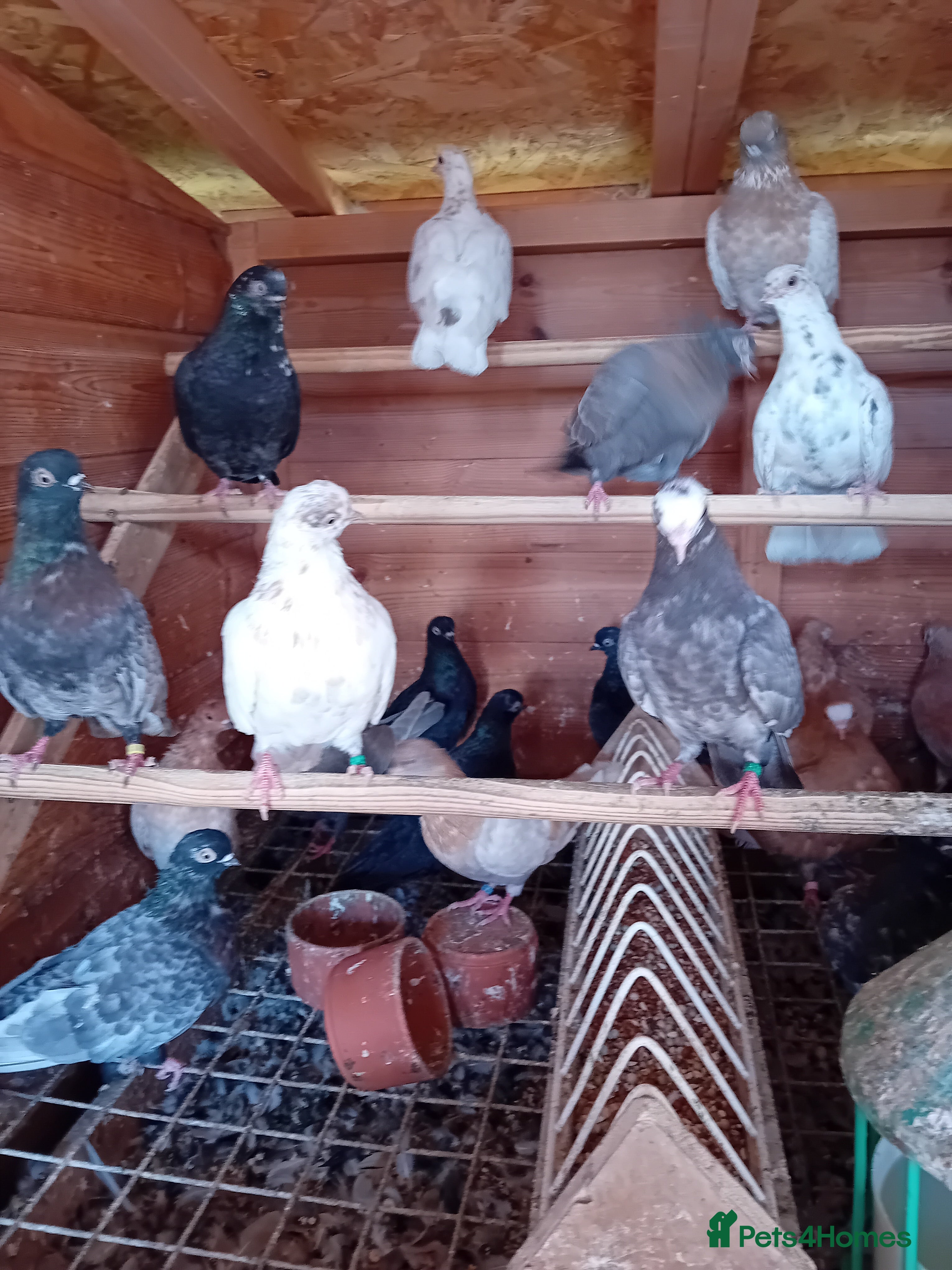 Pigeons birds Almonds Portuguese tumblers other colours  - Advert 12