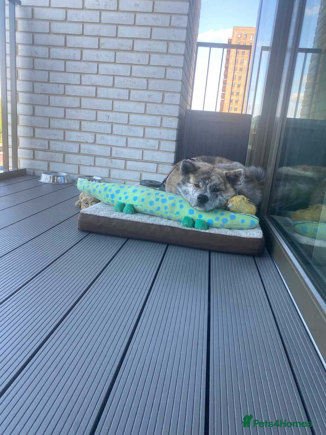 Japanese Akita Inu dogs for sale: Beautiful brindle Japanese Akita  - Image 6