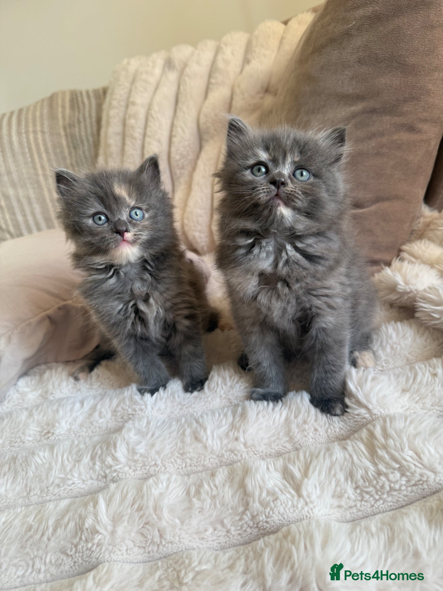 Ragdoll cats Ragdoll Kittens for Sale – 2 Females & 1 Male - Advert 10
