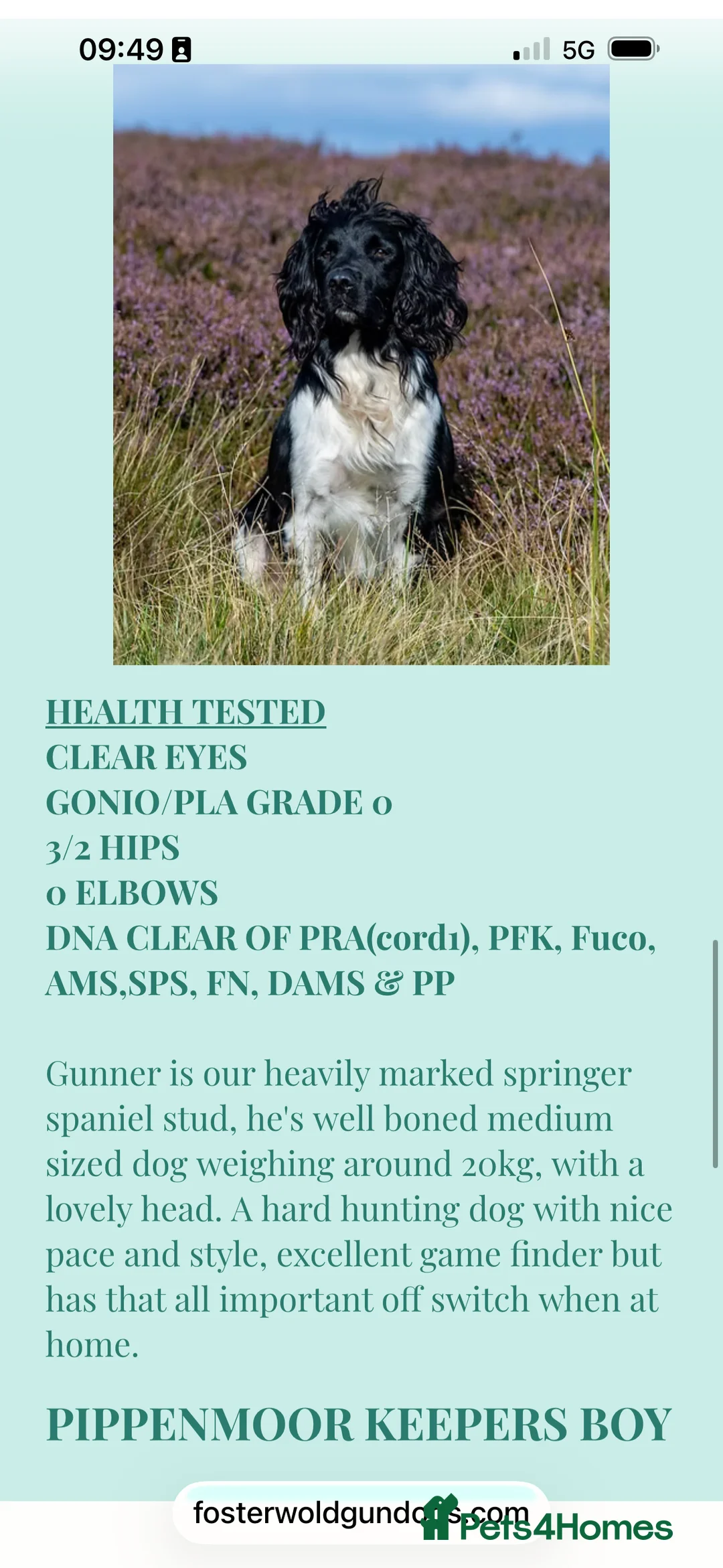 English Springer Spaniel dogs for sale: Black and White Springer Male in Macclesfield - Advert 4