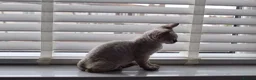 Devon Rex cats for sale:  GCCF Champion sired kittens ready now! - Advert 15
