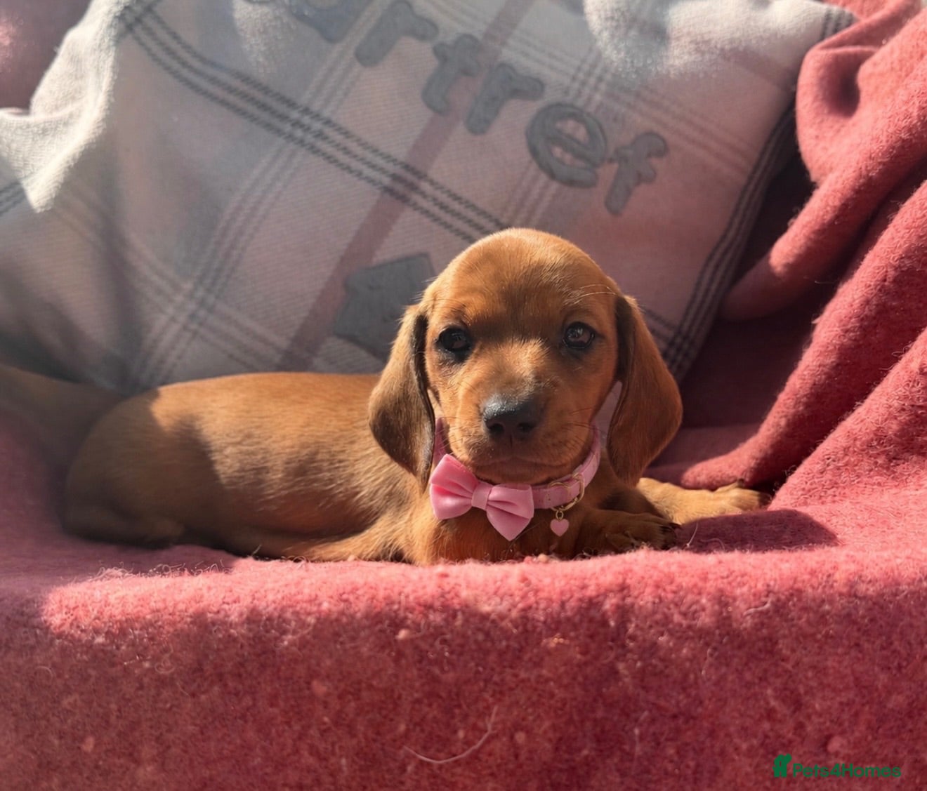 Miniature Dachshund dogs CHAMPION LINE KC REG & PRA CLEAR MINIS LOW COI - Advert 15