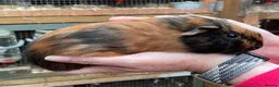 Guinea Pig rodents for sale: Baby Girl/Sows Guinea Pigs - Advert 12