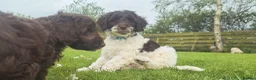 Cockapoo dogs for sale: READY for new homes F1b cockapoo puppies  - Advert 21