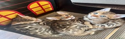 Bengal cats for sale: Stunning male Bengal  - Advert 2