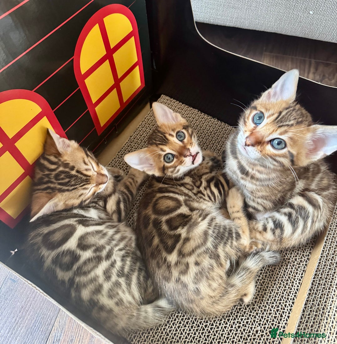 Bengal cats for sale: Stunning male Bengal  - Advert 2
